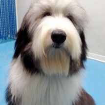 Be&amp;amp;Be Bearded Collie
