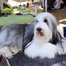 Be&amp;amp;Be Bearded Collie