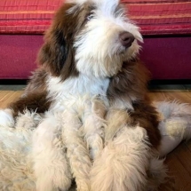Be&Be Bearded Collie